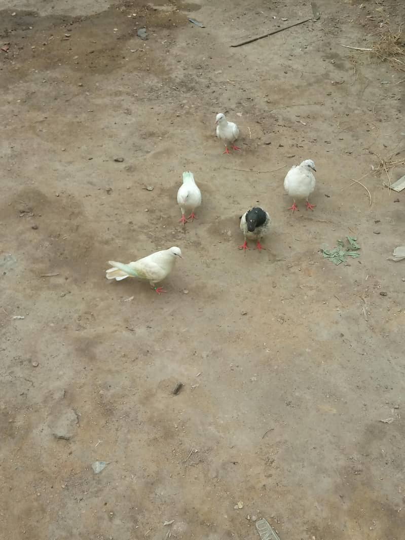 pigeon 1