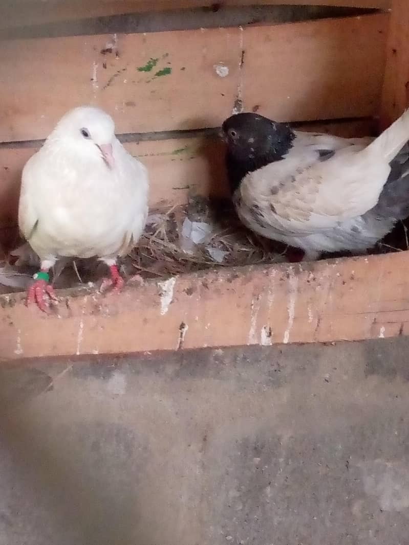 pigeon 2