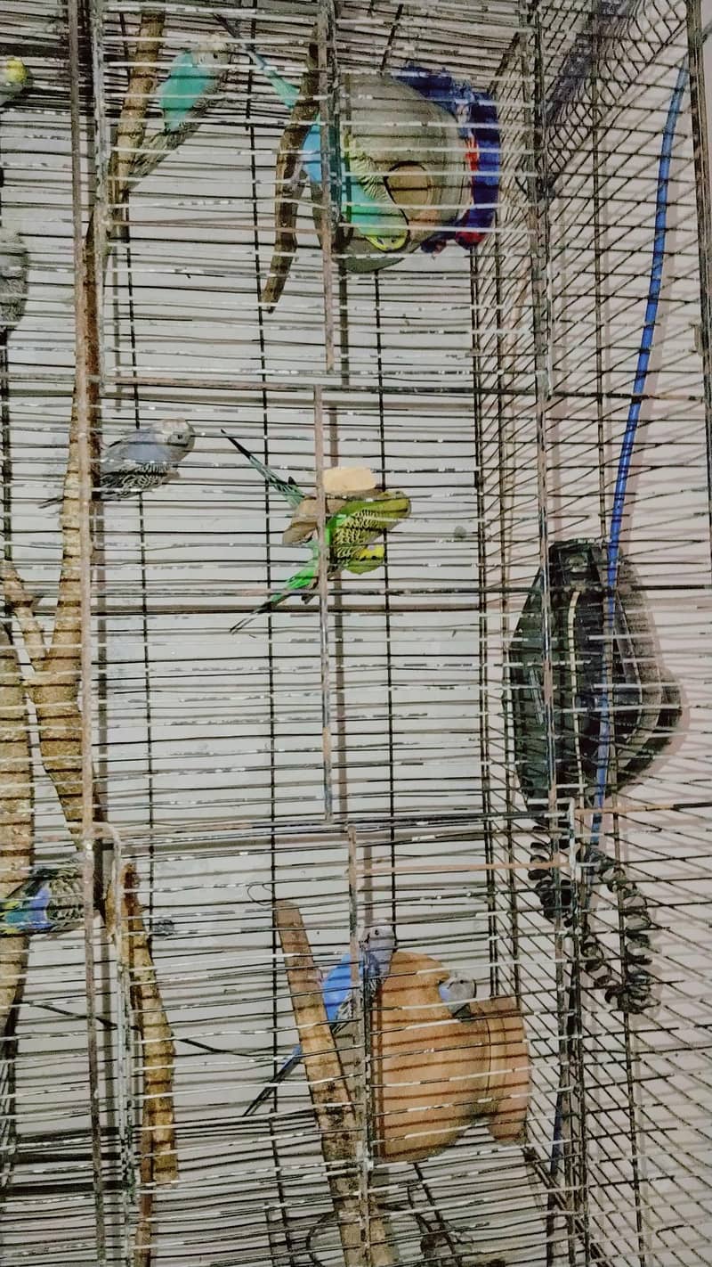Buggies pair 6