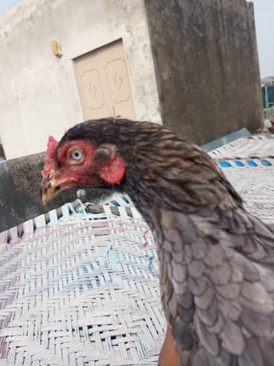 breeder aseel female for sale he buhat achi he breed me