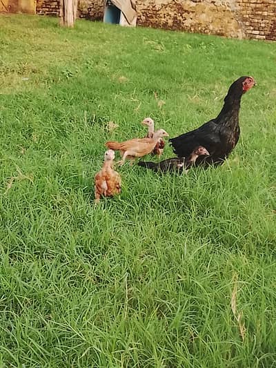 Aseel chiks available
