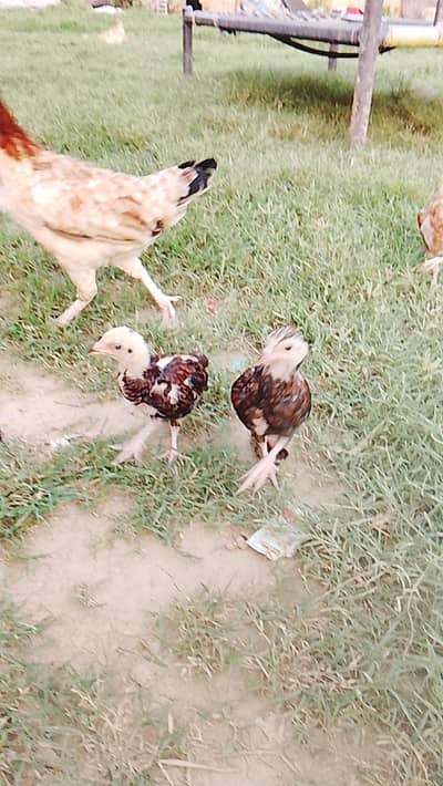 Aseel chiks available
