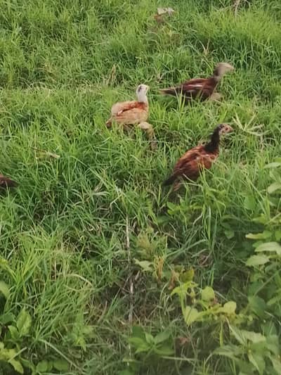 Aseel chiks available