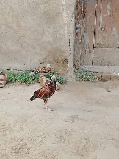 Aseel chiks available