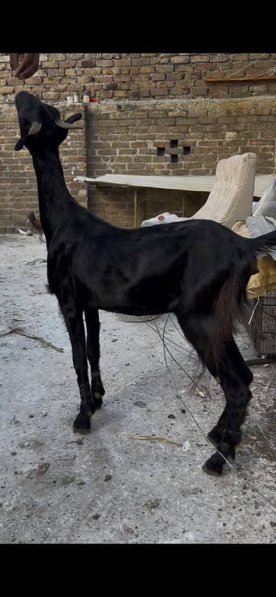 Tedi Bakri jet black