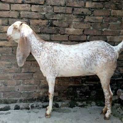 pure makki chini