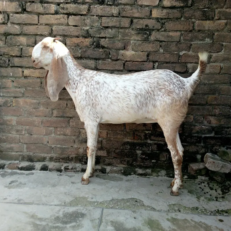 pure makki chini — photo 2