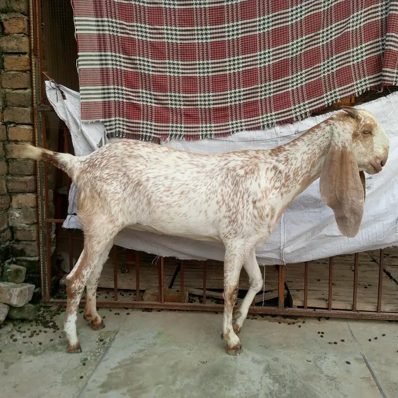 pure makki chini — photo 3