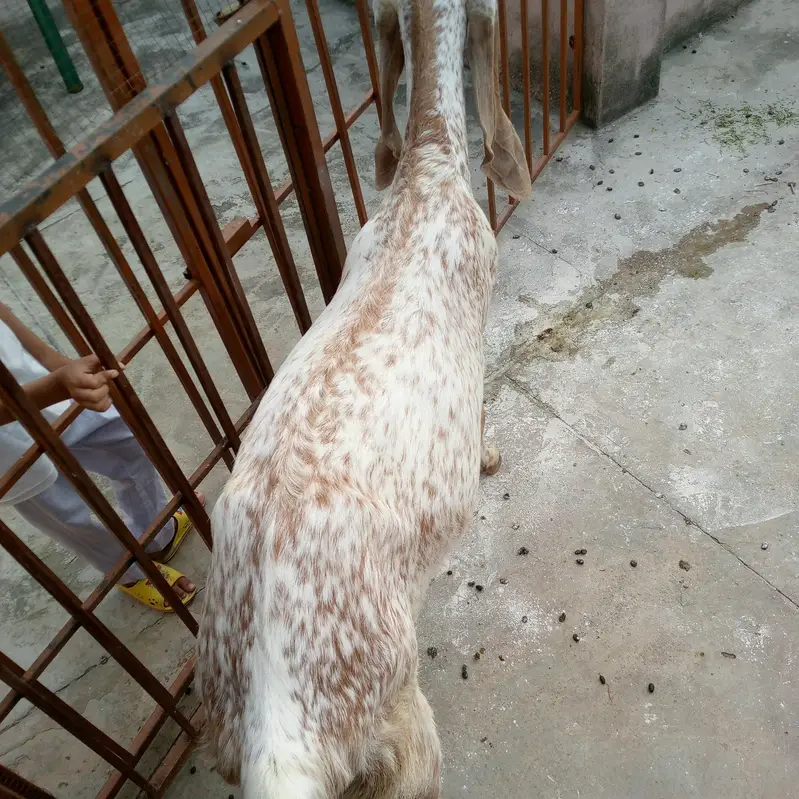 pure makki chini — photo 5
