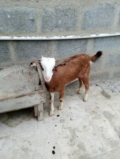 3 teady bakri for sell