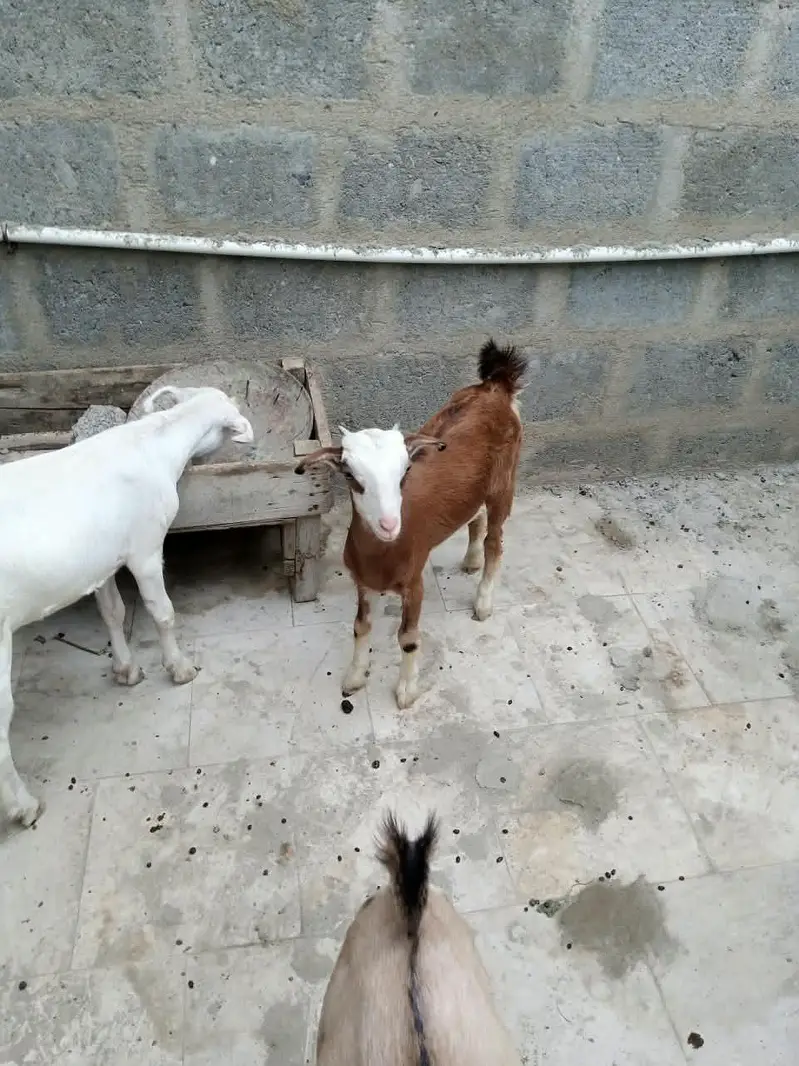 3 teady bakri for sell — photo 2