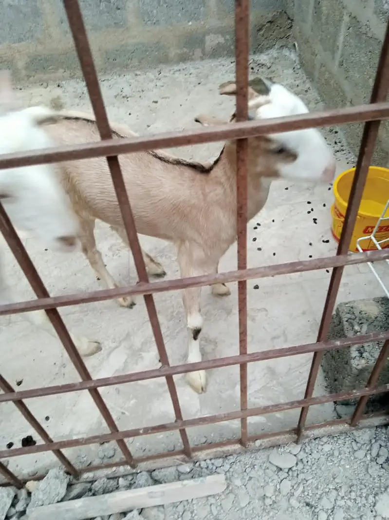 3 teady bakri for sell — photo 3