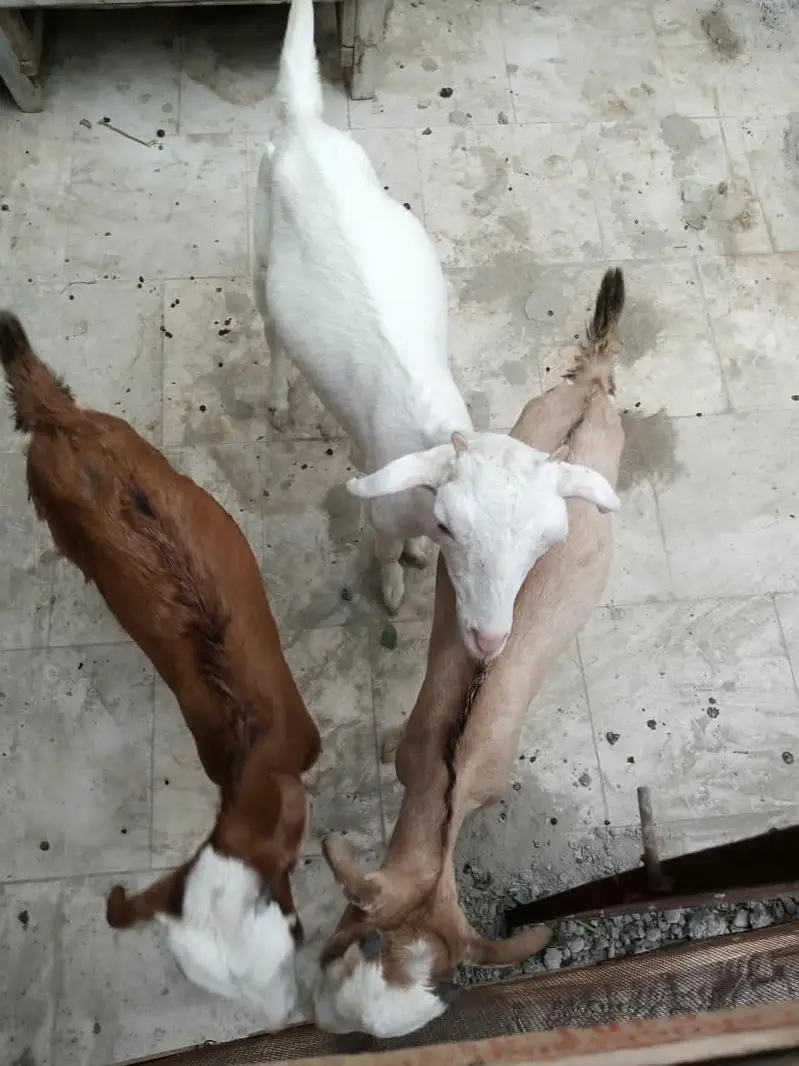 3 teady bakri for sell — photo 4