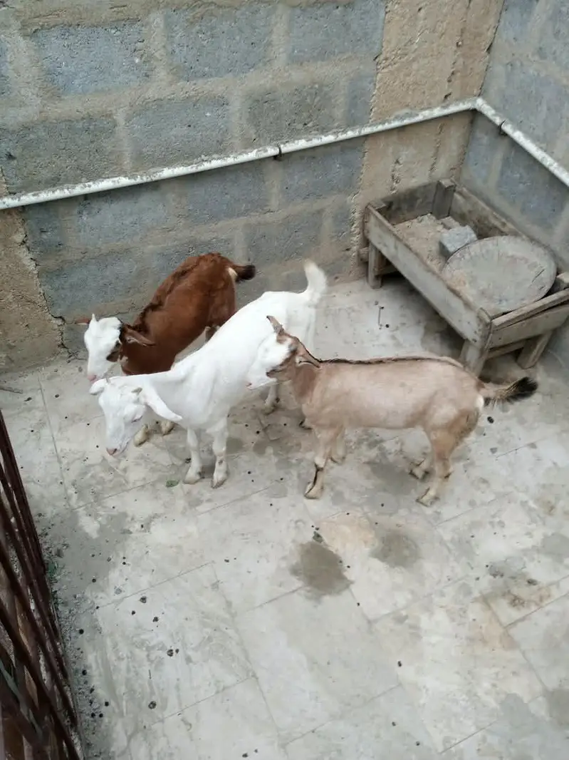 3 teady bakri for sell — photo 5