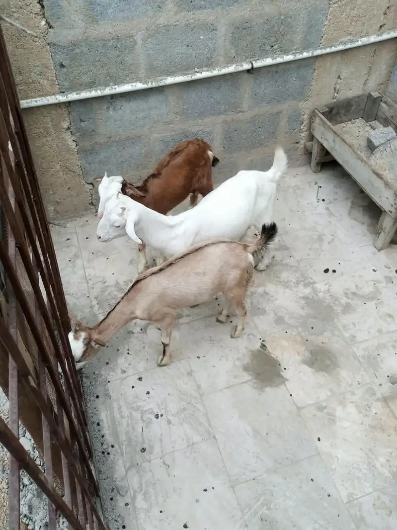3 teady bakri for sell — photo 6