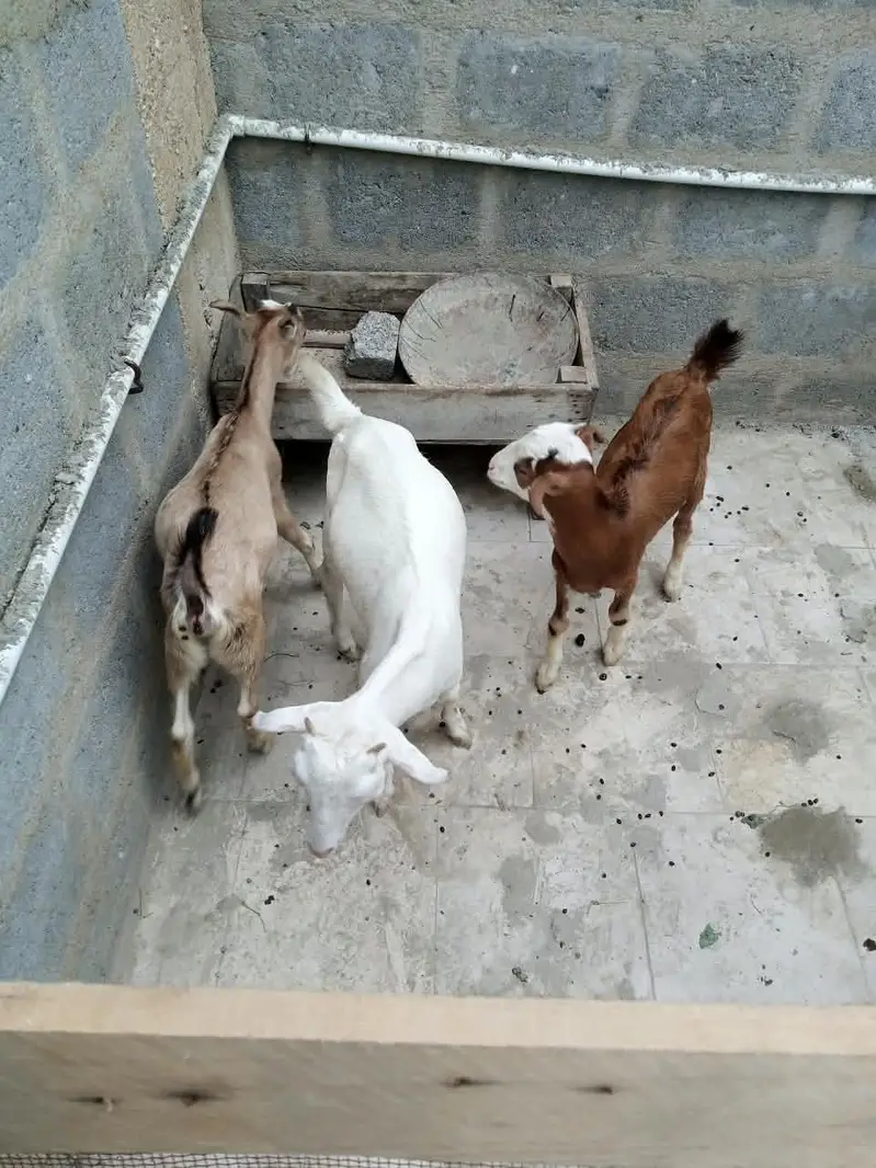 3 teady bakri for sell — photo 7