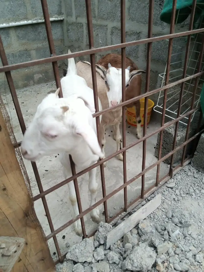 3 teady bakri for sell — photo 8