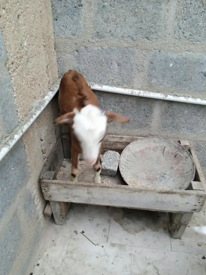 3 teady bakri for sell — photo 9