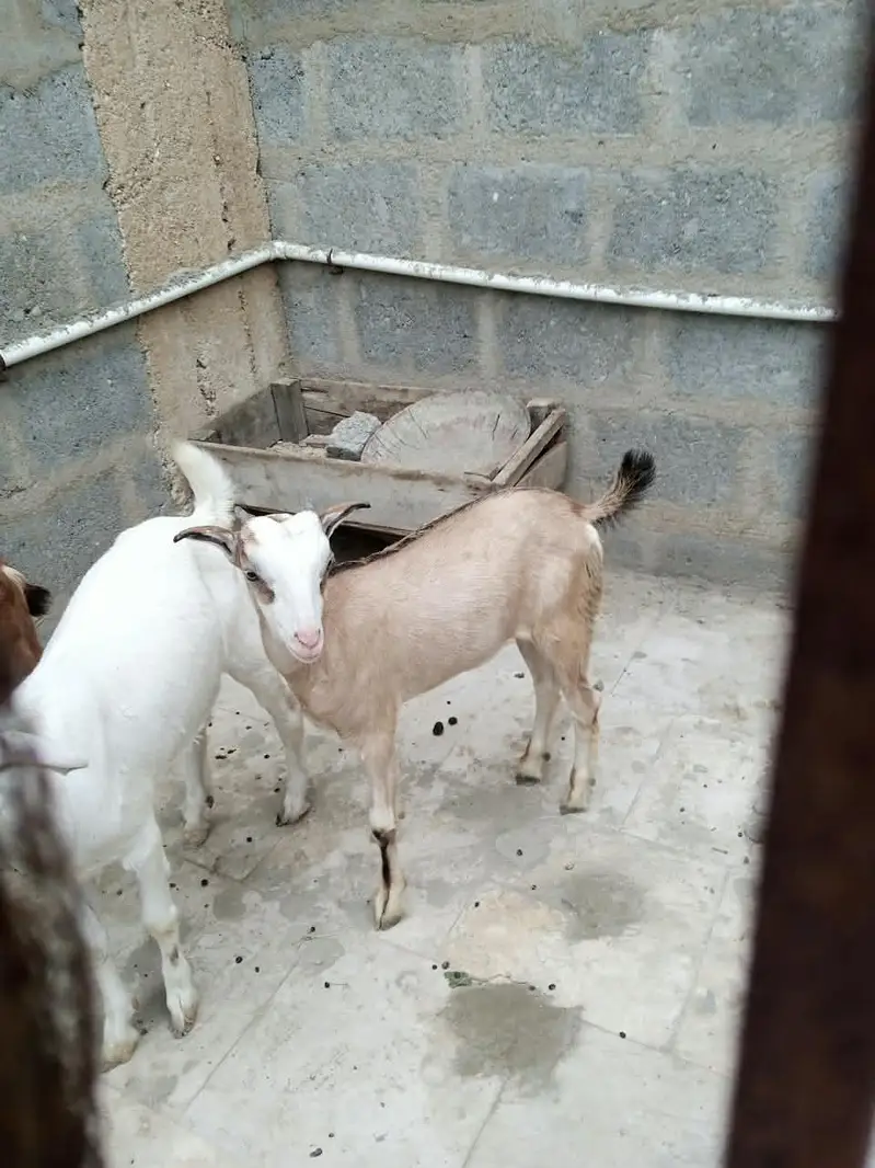 3 teady bakri for sell — photo 11
