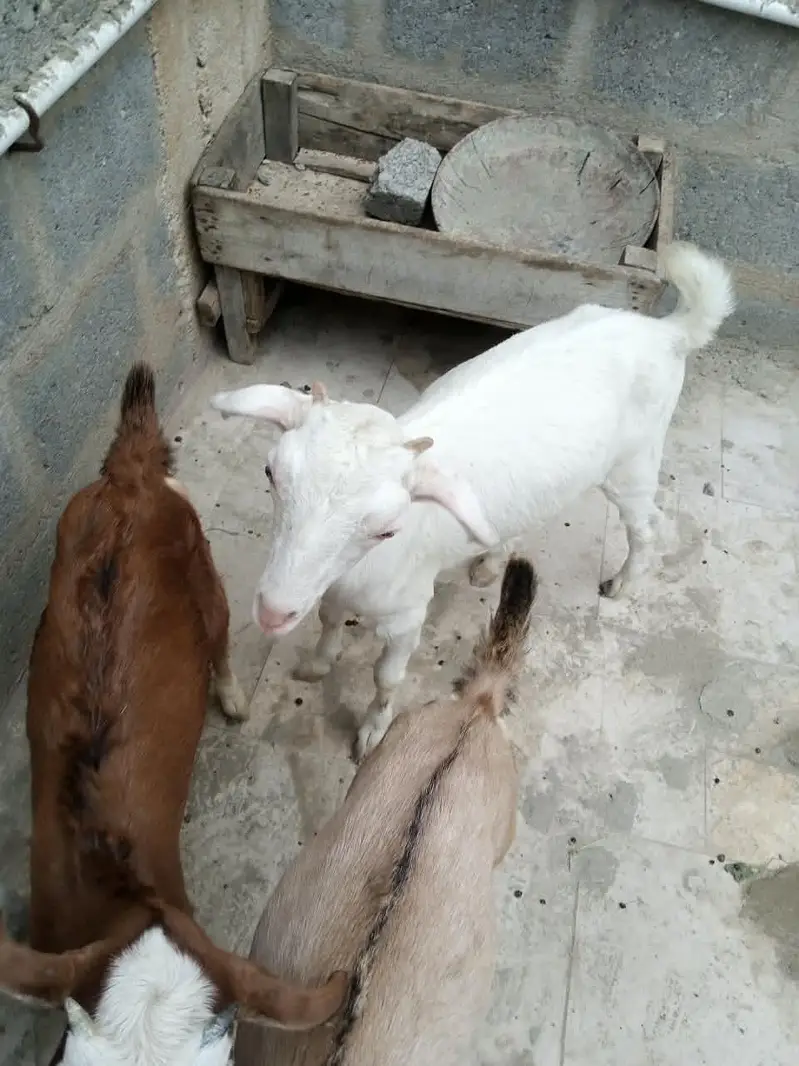 3 teady bakri for sell — photo 12