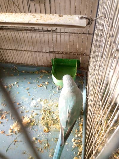 blue baby parrot