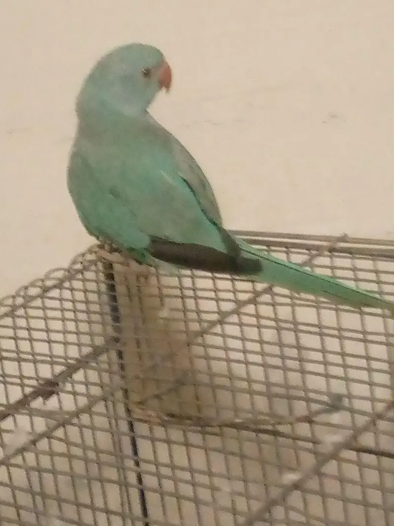 blue baby parrot — photo 2