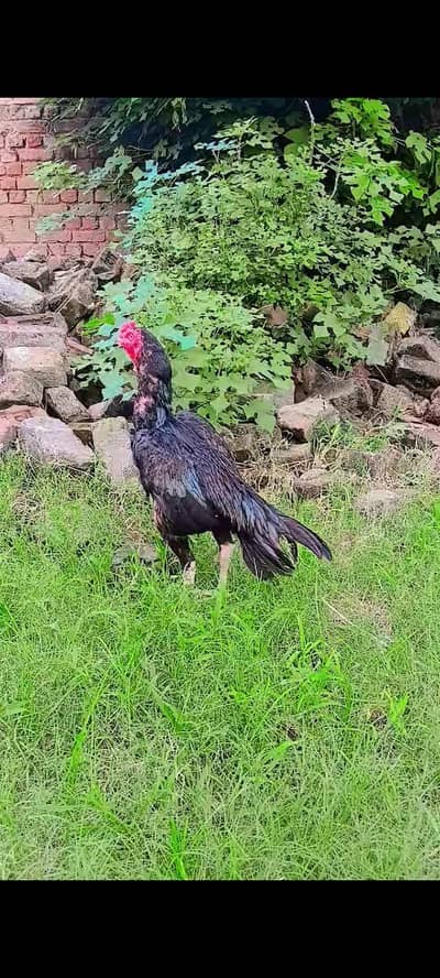 bahut high quality mushka pattha for sale
