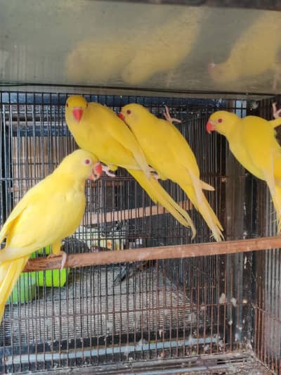Mashallah yellow parrot red eyes nails tail fly all ok non dna pcs