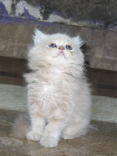 Persian kitten for sale