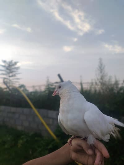 Fully tamed hand tamed lucky kabotar