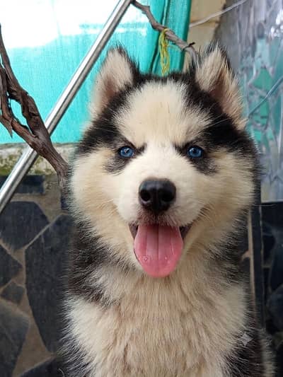 husky puppy high quality WhatsApp 03485816804