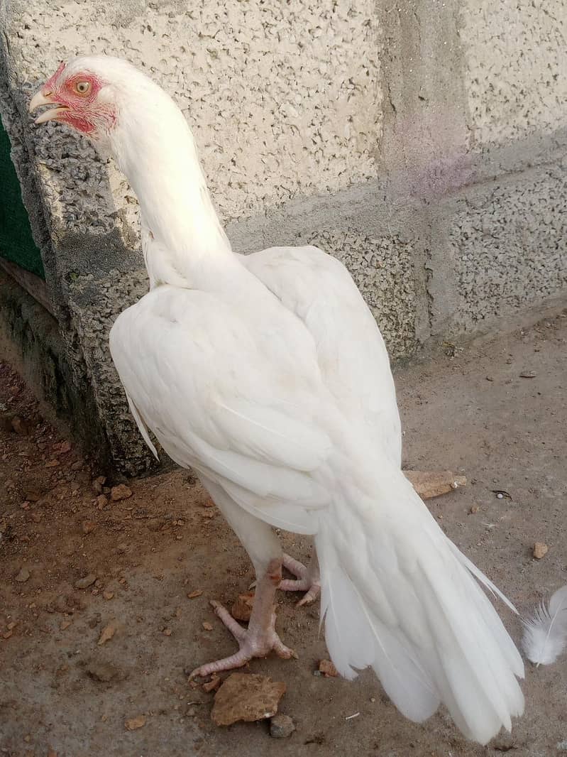 Heera pair 0