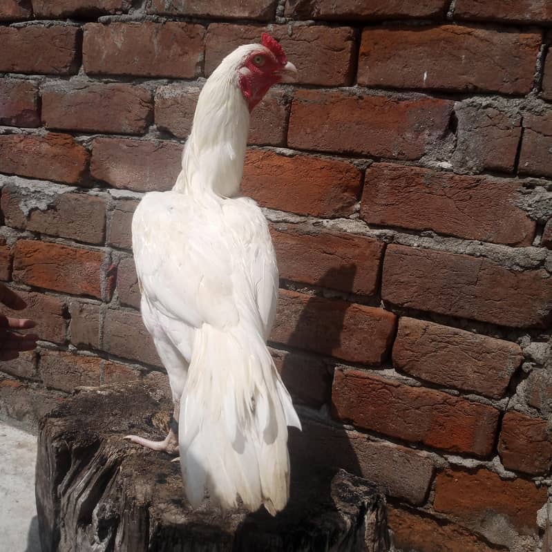 Heera pair 1