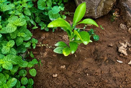 Healthy Orange Plant  – Fresh & Ready for Plantation