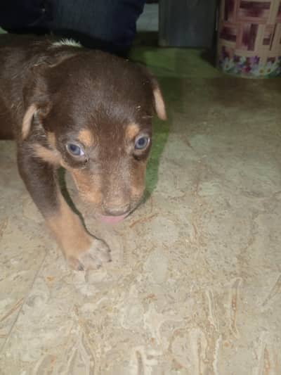 German shepherd or pitbull cross