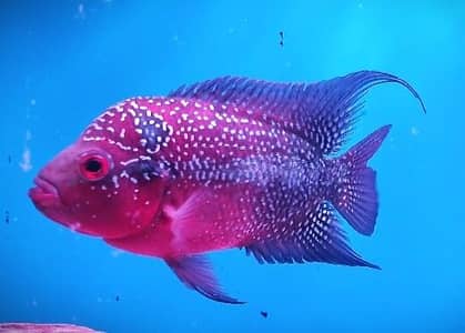 Super Red Dragon flower horn male