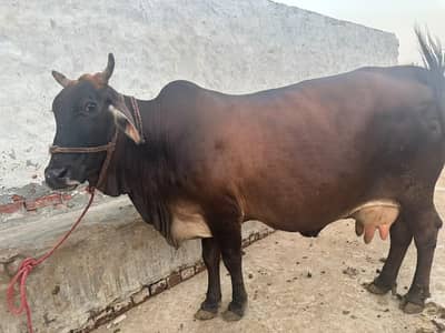 Sony main abi 5 din laiti. aseel Shareef . . .