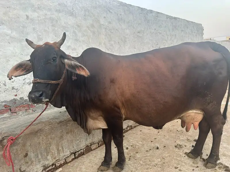Sony main abi 5 din laiti. aseel Shareef . . . — photo 3