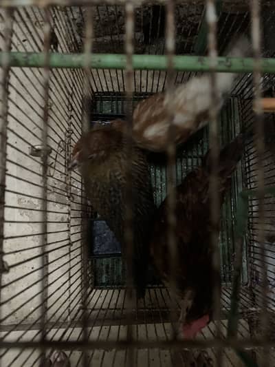 Desi hens