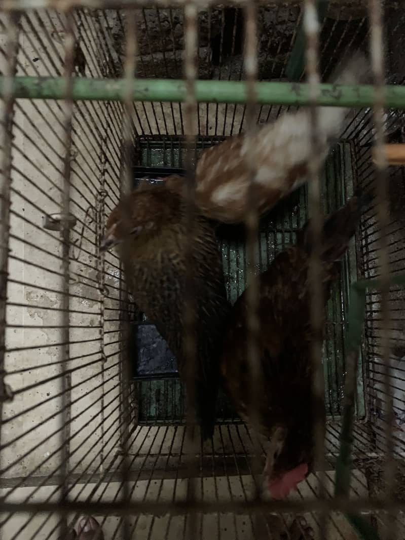 Desi hens 0