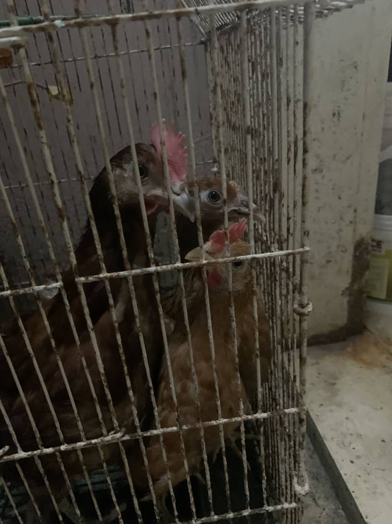 Desi hens 1