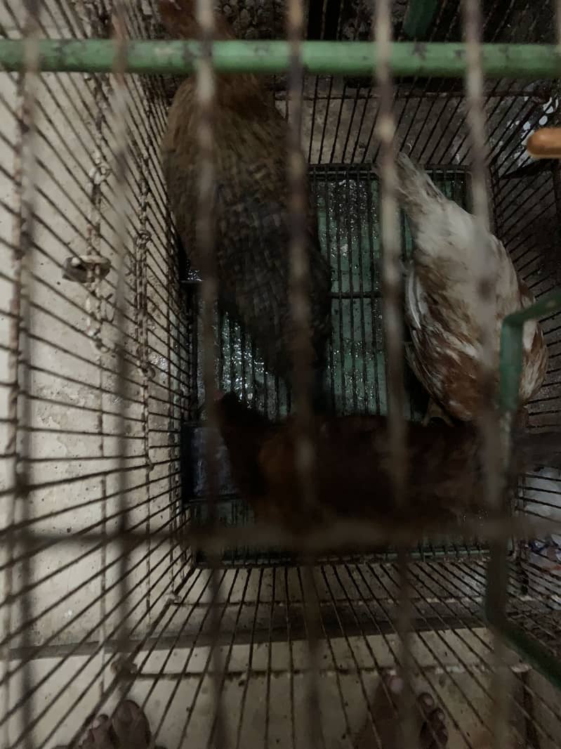 Desi hens 2
