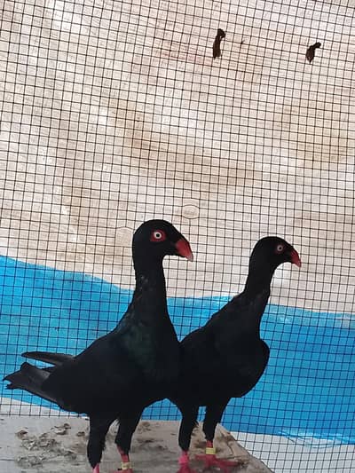 Pure Black Danish jumbo size show quality