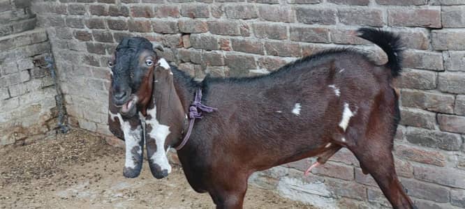 Amratsari betal Bakra & Bakri & Daughter Bakri