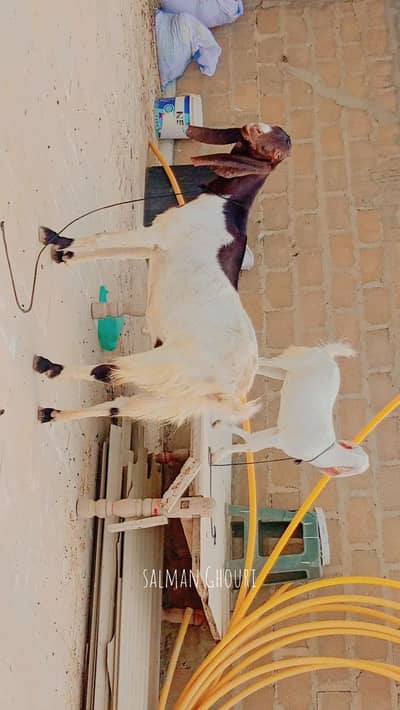 ek bakri or 2 bachy
