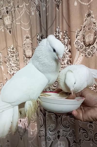 indian Laky kabotar
