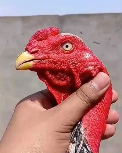 ganoi aseel patha