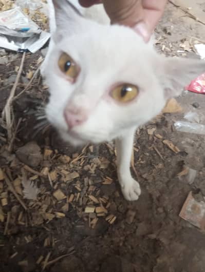 My cat