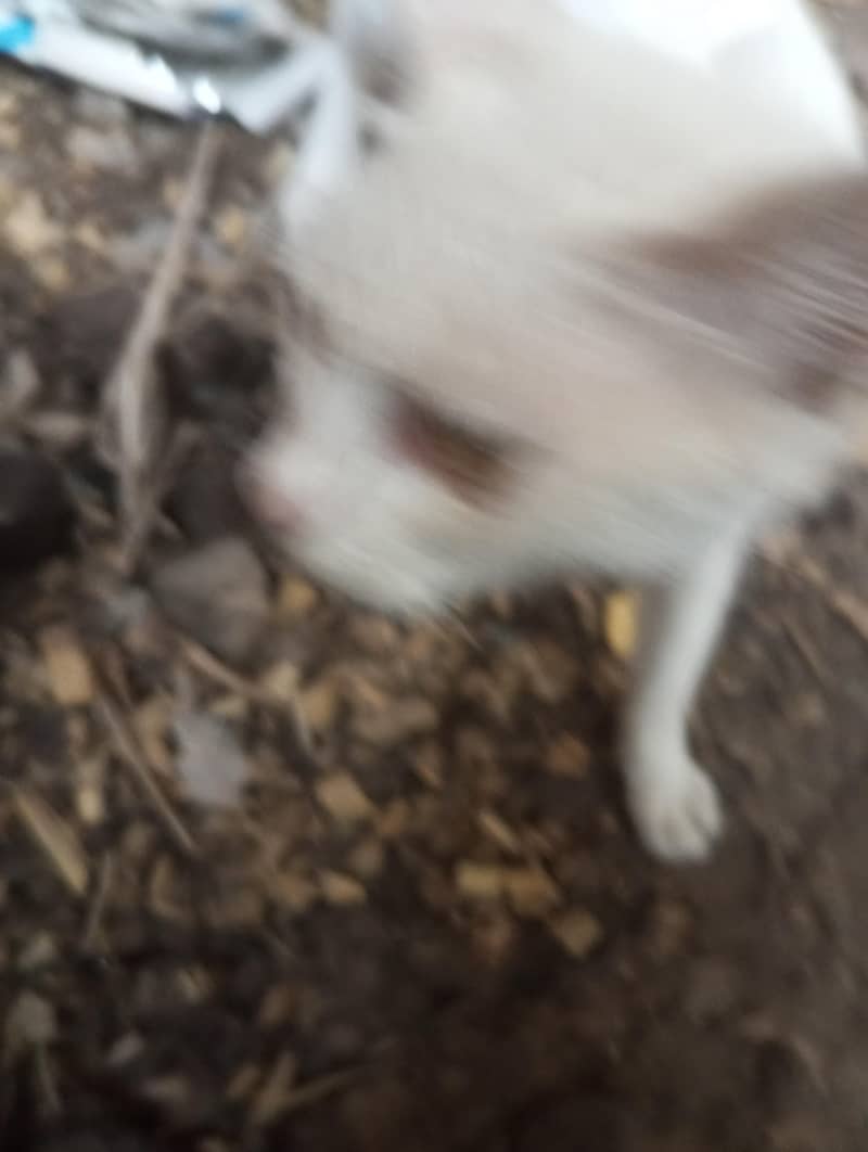 My cat 1