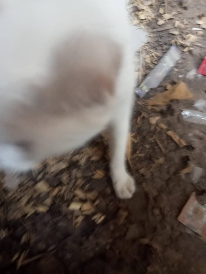 My cat 2